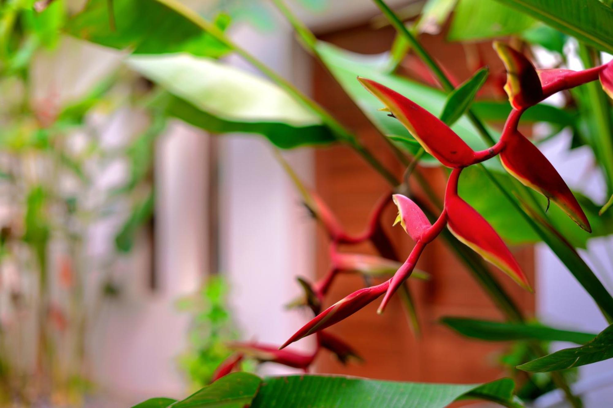 Orchid Lodge Samui - Bed & Breakfast Lamai Beach  Ngoại thất bức ảnh